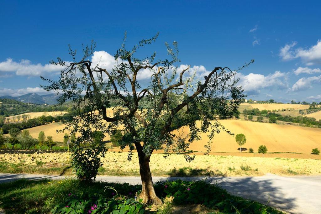 Agriturismo L'Ulivo In Fiore Spoleto Exterior foto